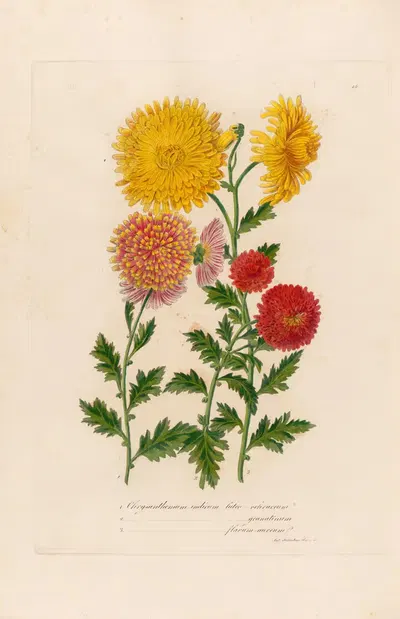 Chrysanthemum indicum by Gaetano Savi, 1818-1824 — digital art print download