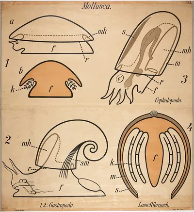 Mollusks by Paul Pfurtscheller, 1904 — digital art print download
