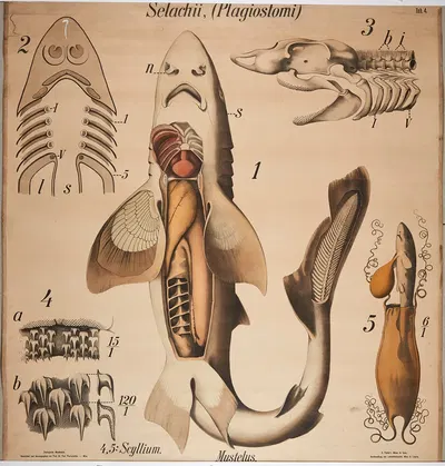 Shark by Paul Pfurtscheller, 1904 — digital art print download