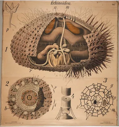 Sea urchin by Paul Pfurtscheller, 1904 — digital art print download