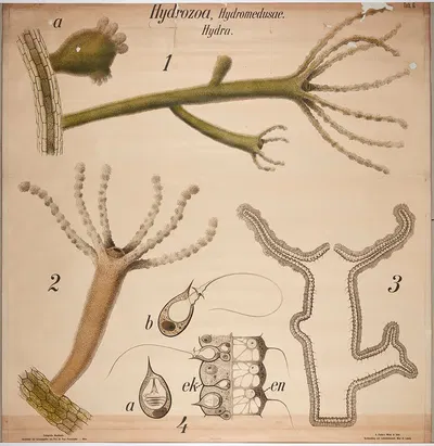 Hydrozoa and Freshwater Polyps by Paul Pfurtscheller, 1904 — digital art print download