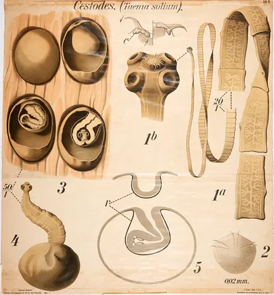 Tapeworm by Paul Pfurtscheller, 1904 — digital art print download
