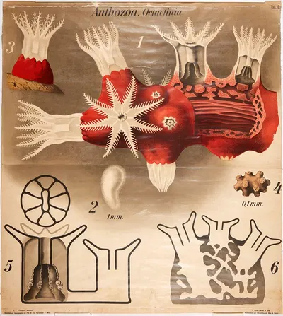 Sea anemones by Paul Pfurtscheller, 1904 — digital art print download