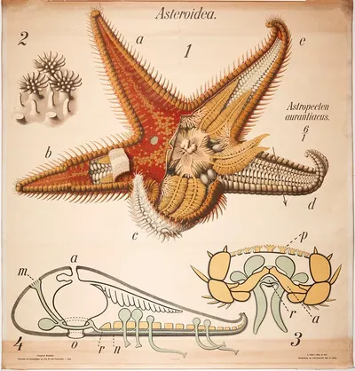 Starfish by Paul Pfurtscheller, 1904 — digital art print download