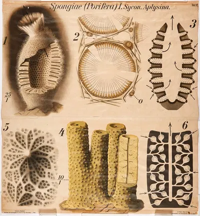 Sponges by Paul Pfurtscheller, 1904 — digital art print download