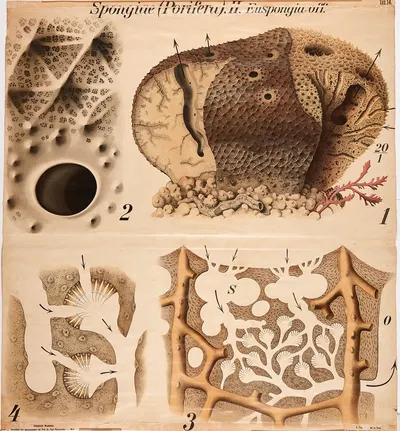Sponges by Paul Pfurtscheller, 1904 — digital art print download