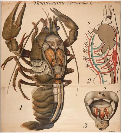 Crayfish by Paul Pfurtscheller, 1904 — digital art print download