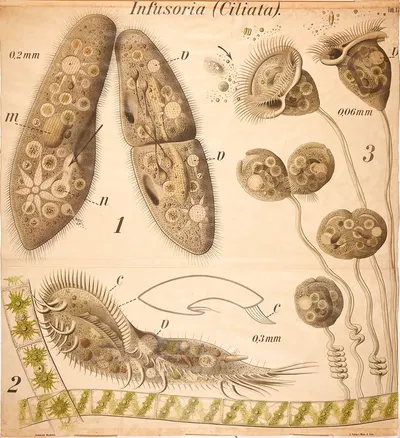 Infusoria by Paul Pfurtscheller, 1904 — digital art print download