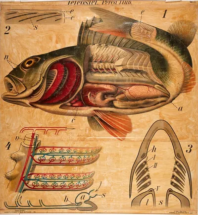 River perch by Paul Pfurtscheller, 1904 — digital art print download