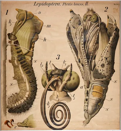 Cabbage butterfly larvae by Paul Pfurtscheller, 1904 — digital art print download