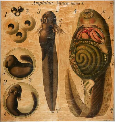 Tadpoles by Paul Pfurtscheller, 1904 — digital art print download