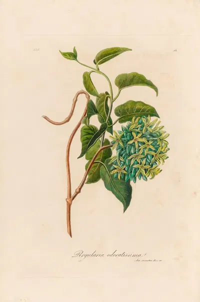 Pergularia odoratissima by Gaetano Savi, 1818-1824 — digital art print download