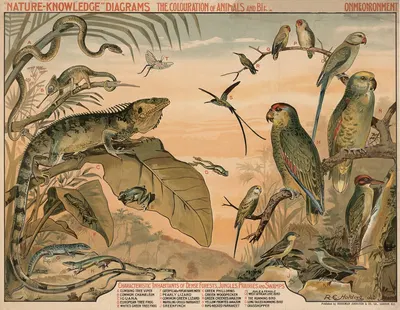 Characteristic Inhabitants of Dense Forests, Jungles, Prairies and Swamps by R.E. Holding, 1910 — digital art print download