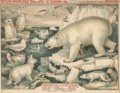 Characteristic Life in the Arctic Regions by R.E. Holding, 1910 — digital art print download