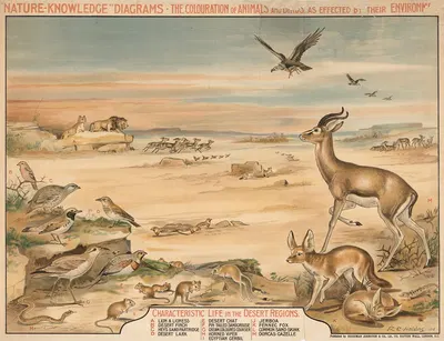 Characteristic Life in the Desert Region by R.E. Holding, 1910 — digital art print download