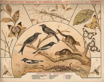 Protective Mimicry by R.E. Holding, 1910 — digital art print download