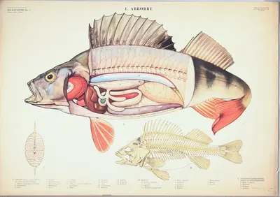 Perch by Svenska Skolmaterielförlaget Gunnar Saiåtz A-B, 1950 — digital art print download