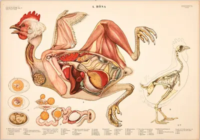 Hen by Svenska Skolmaterielförlaget Gunnar Saiåtz A-B, 1950 — digital art print download