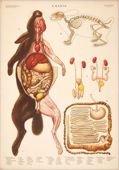 Rabbit by Svenska Skolmaterielförlaget Gunnar Saiåtz A-B, 1950 — digital art print download
