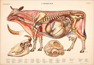 Cattle by Svenska Skolmaterielförlaget Gunnar Saiåtz A-B, 1950 — digital art print download