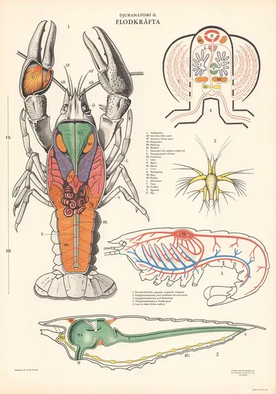 Crayfish by Svenska Skolmaterielförlaget Gunnar Saiåtz A-B, 1950 — digital art print download