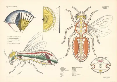 Insect (wasp) by Svenska Skolmaterielförlaget Gunnar Saiåtz A-B, 1950 — digital art print download