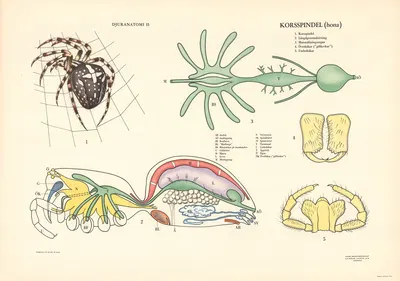 Garden spider by Svenska Skolmaterielförlaget Gunnar Saiåtz A-B, 1950 — digital art print download