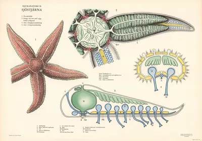 Starfish by Svenska Skolmaterielförlaget Gunnar Saiåtz A-B, 1950 — digital art print download