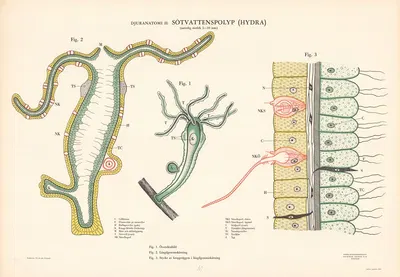 Freshwater polyp by Svenska Skolmaterielförlaget Gunnar Saiåtz A-B, 1950 — digital art print download