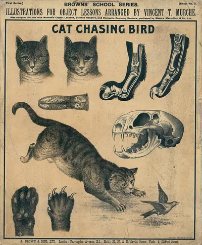 Cat chasing bird by Vincent T. Murché, 1905 — digital art print download