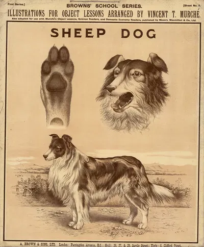 Sheep Dog by Vincent T. Murché, 1905 — digital art print download