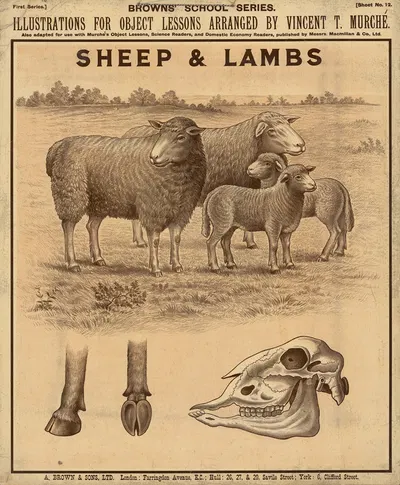 Sheep & Lambs by Vincent T. Murché, 1905 — digital art print download
