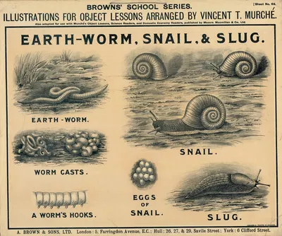 Earth-Worm, Snail & Slug by Vincent T. Murché, 1905 — digital art print download