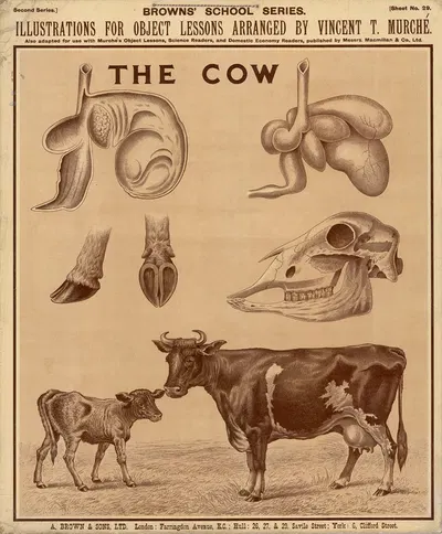 The Cow by Vincent T. Murché, 1905 — digital art print download