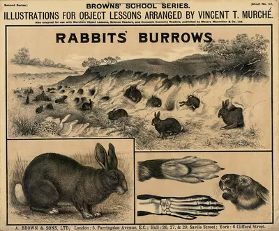Rabbits Burrows by Vincent T. Murché, 1905 — digital art print download