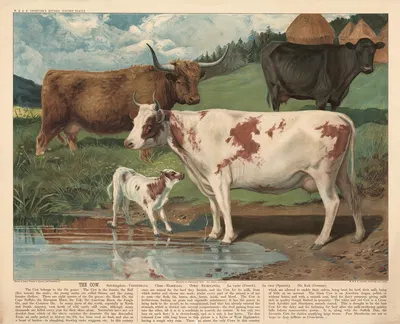 The Cow by В. и А.К. Джонстон, 1890 — digital art print download