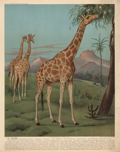 The Giraffe by В. и А.К. Джонстон, 1890 — digital art print download