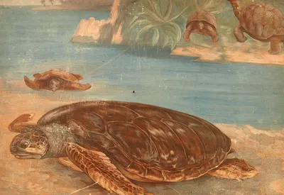Hawksbill sea turtle (Chelone imbricata) by W. Hammer, 1890 — digital art print download