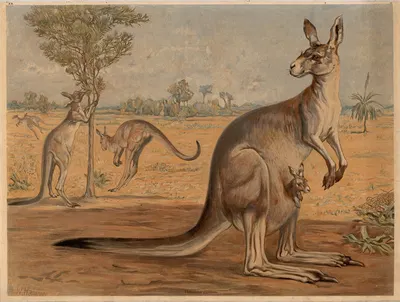 Kangaroo (Halmaturus gigantus) by W. Hammer, 1890 — digital art print download