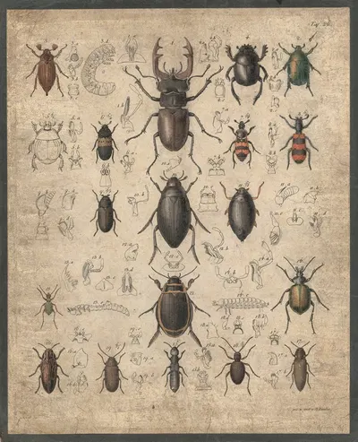 Beetles by B. Wienker, 1850 — digital art print download