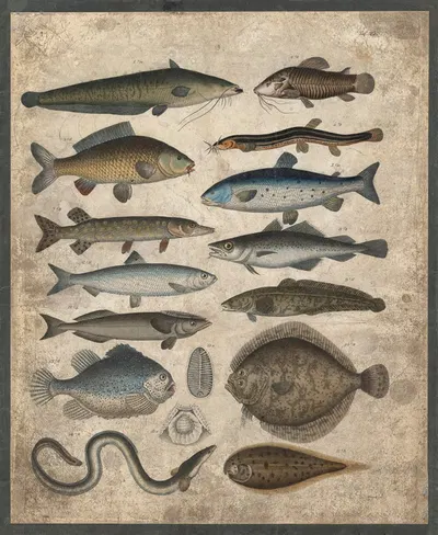 Fish by B. Wienker, 1850 — digital art print download