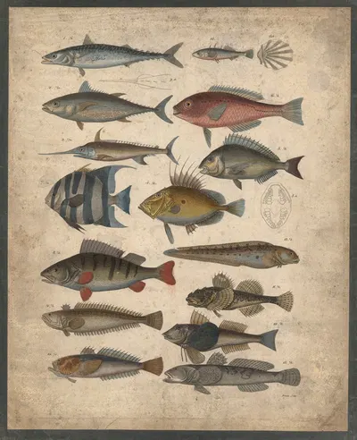 Fish by B. Wienker, 1850 — digital art print download