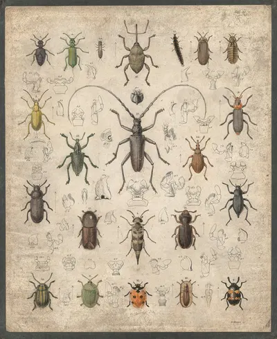 Beetles by B. Wienker, 1850 — digital art print download