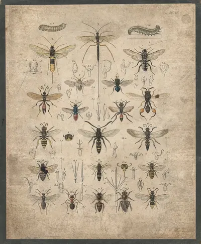 Insects by B. Wienker, 1850 — digital art print download