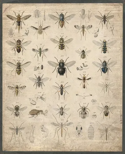 Insects by B. Wienker, 1850 — digital art print download