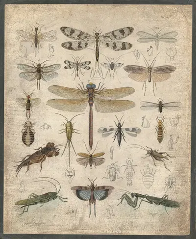 Insects by B. Wienker, 1850 — digital art print download