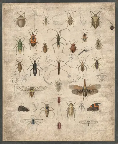 Insects by B. Wienker, 1850 — digital art print download