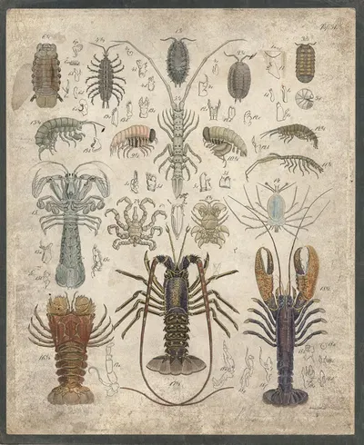 Crustaceans by B. Wienker, 1850 — digital art print download