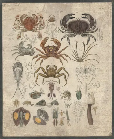 Crabs and similar animals by B. Wienker, 1850 — digital art print download