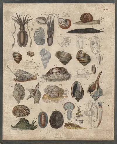 Squid, snails, etc. by B. Wienker, 1850 — digital art print download